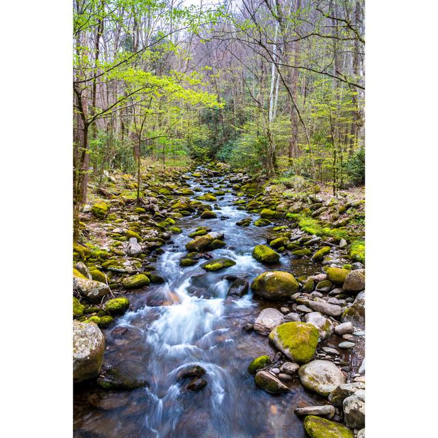 Forest Creek by Volgariver - Wrapped Canvas Print Union Rustic Size: 30cm H x 20cm W x 3.8cm D on Productcaster.