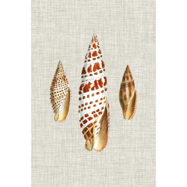 Antique Shells On Linen I Highland Dunes Size: 122cm H x 81cm W on Productcaster.