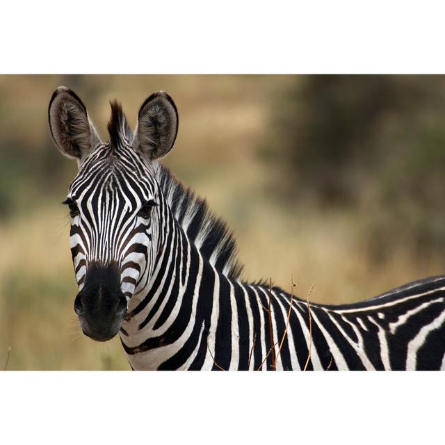 Zebra - Wrapped Canvas Print 17 Stories Size: 81cm H x 122cm W on Productcaster.