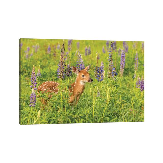 Pine County. Captive Fawn. by Jaynes Gallery - Wrapped Canvas Gallery-Wrapped Canvas Giclée Alpen Home Size: 30.48cm H x 45.72cm W on Productcaster.