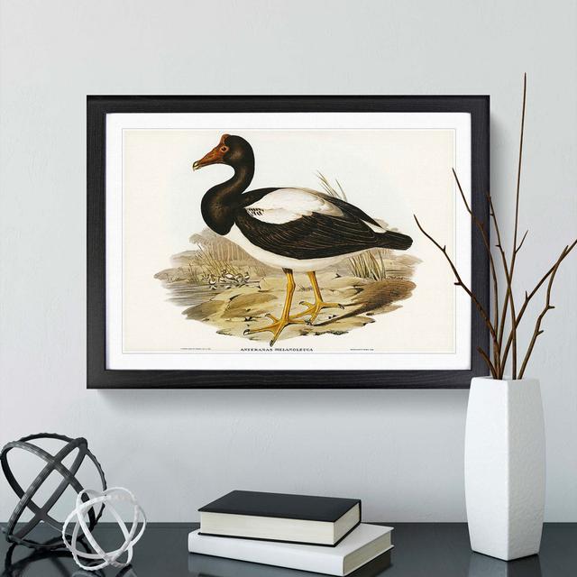 Semipalmated Goose by Elizabeth Gould - Picture Frame Painting Print East Urban Home Size: 27cm H x 36cm W x 2cm D, Frame Option: Black Framed on Productcaster.