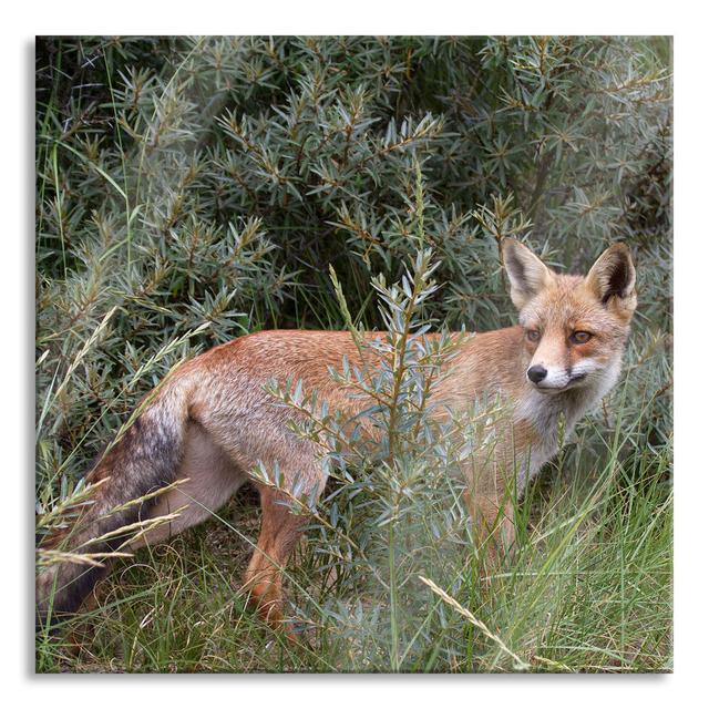 Fox in the Wild Bush - Unframed Photograph on Glass Union Rustic Size: 80cm H x 80cm W x 0.4cm D on Productcaster.