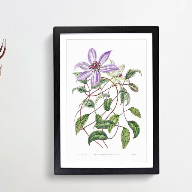 Violet Clematis Flowers - Picture Frame Painting Print East Urban Home Size: 48cm H x 36cm W x 2cm D, Frame Option: Black Framed on Productcaster.