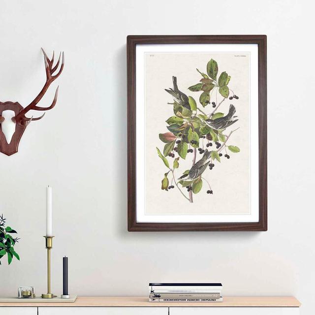 Black-Poll Warbler Birds by John James Audubon - Picture Frame Art Print East Urban Home Frame Option: Walnut Framed, Size: 65cm H x 48cm W x 2cm D on Productcaster.