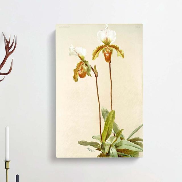 Magnolia Flowers Illustration Tab. 57 by Frederick Sander - Wrapped Canvas Graphic Art Print East Urban Home Size: 60cm H x 40cm W x 3cm D on Productcaster.