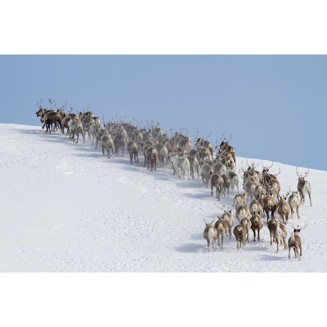 Vanalstyne Vanalstyne Herd Of Reindeer - Wrapped Canvas Print Alpen Home Size: 20cm H x 30cm W x 3.8cm D on Productcaster.