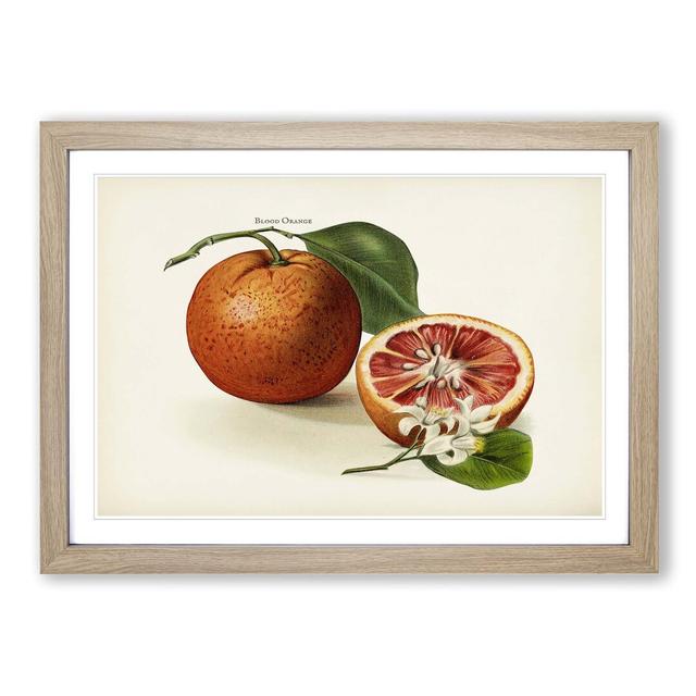 Vintage Illustration of Blood Oranges - Picture Frame Painting Print East Urban Home Size: 48cm H x 65cm W x 2cm D, Frame Option: Oak Framed on Productcaster.