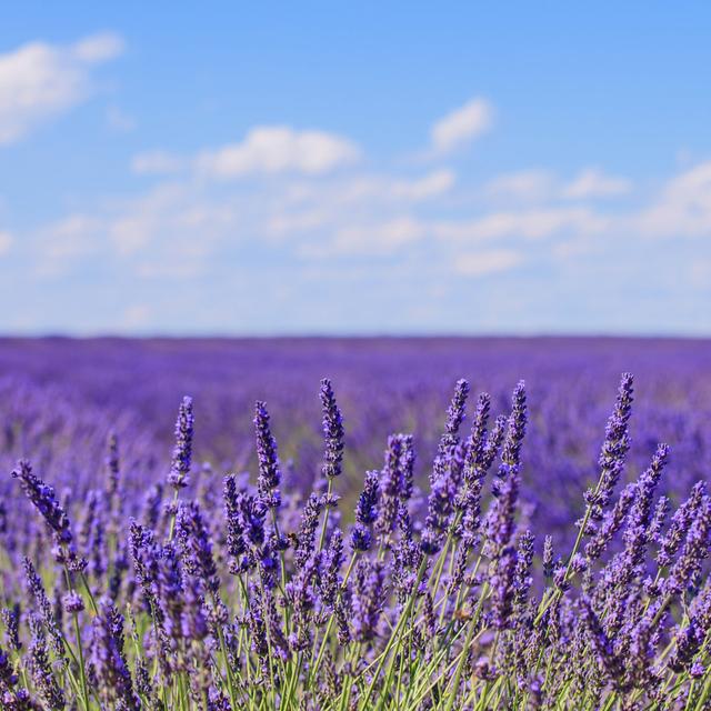 Lavender Flower Blooming Fields Horizon Valensole Provence, Fra by StevanZZ - Wrapped Canvas Photograph August Grove Size: 91cm H x 91cm W x 3.8cm D on Productcaster.