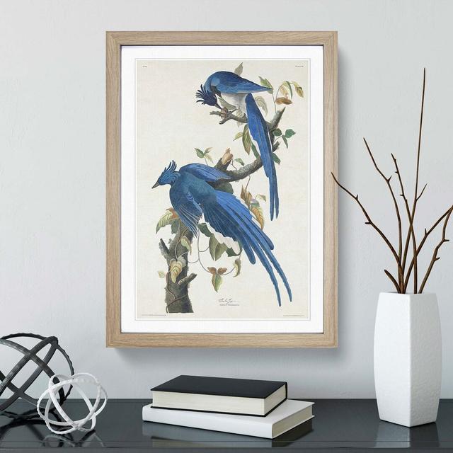 Columbia Jay by John Audubon - Picture Frame Painting East Urban Home Frame Option: Oak Framed, Size: 48cm H x 36cm W x 2cm D on Productcaster.