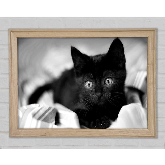 Black Kitten - Single Picture Frame Art Prints Ebern Designs Size: 29.7cm H x 42cm W x 1.5cm D on Productcaster.