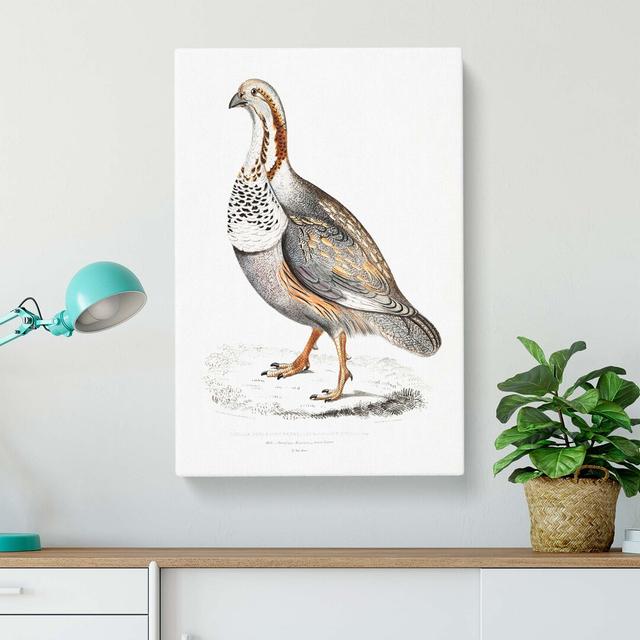 Pheasant Grouse Illustration by John Edward Gray - Wrapped Canvas Print East Urban Home Size: 76cm H x 50cm W x 3cm D on Productcaster.