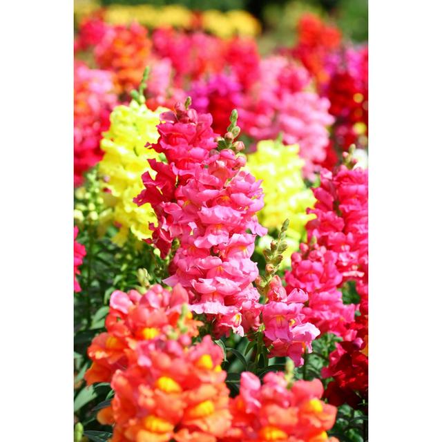 Antirrhinum Flowers by Nutoeizuza - Wrapped Canvas Print Latitude Run Size: 46cm H x 30cm W on Productcaster.