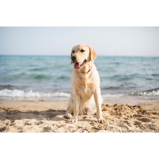 Dog at the beach 960020716 House of Hampton Size: 30cm H x 46cm W on Productcaster.