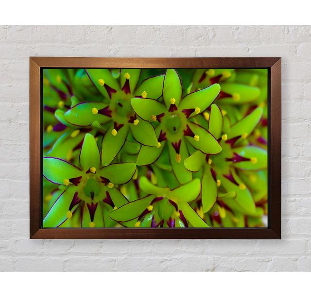 Eucomis - Single Picture Frame Art Prints Bright Star Size: 84.1cm H x 118.9cm W x 3.4cm D on Productcaster.