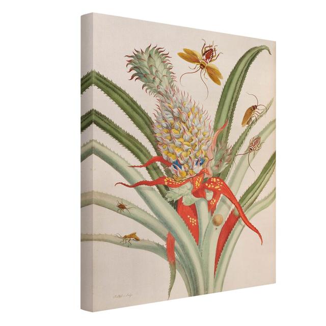 Pineapple with Insects by Anna Maria Sibylla Merian - Wrapped Canvas Painting Bay Isle Home on Productcaster.