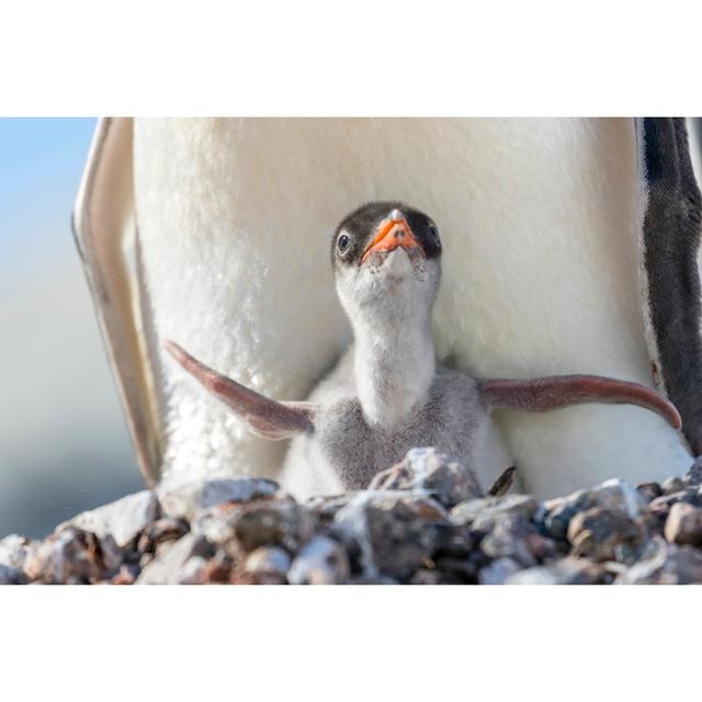 Gentoo penguin chick and parent House of Hampton Size: 30cm H x 46cm W on Productcaster.