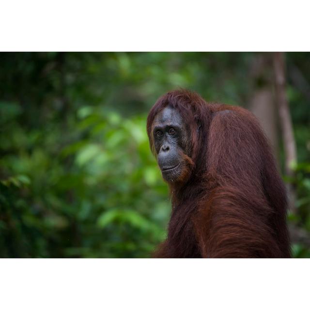 Portrait Of An Orang Utan, Wildlife Shot by Guenterguni - No Frame Art Prints on Canvas Wall Art Production Network Size: 30cm H x 46cm W on Productcaster.