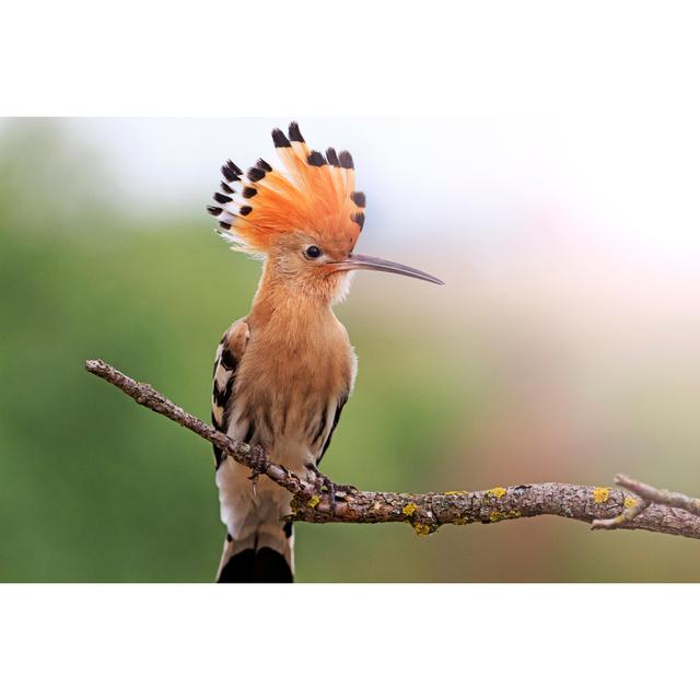 Hoopoe Disclosed with Bangs Sunny Hotspot - Wrapped Canvas Photograph Ebern Designs Size: 30cm H x 46cm W on Productcaster.