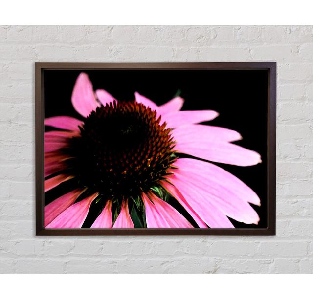 Pom Pom Daisy Centre Framed Print Bright Star Size: 59.7cm H x 84.1cm W on Productcaster.