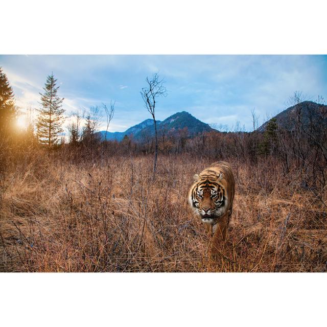 Lecresha Tiger Walks In Grass - Wrapped Canvas Photograph 17 Stories Size: 20cm H x 30cm W x 3.8cm D on Productcaster.