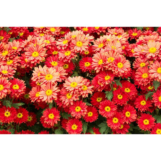 Orange Chrysanthemum Flowers by Dangphoto2517 - Wrapped Canvas Photograph 17 Stories Size: 30cm H x 46cm W on Productcaster.