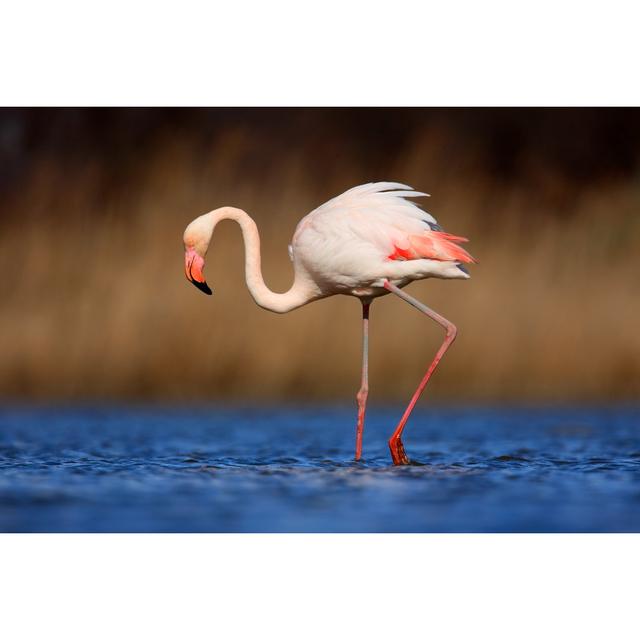 Greater Flamingo - Wrapped Canvas Photograph Bay Isle Home Size: 51cm H x 76cm W x 3.8cm D on Productcaster.