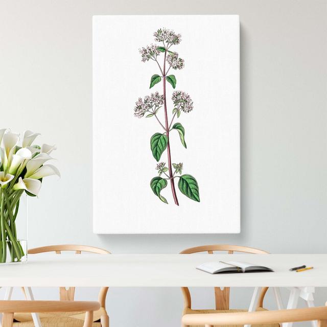 Oregano Flowers Illustration - Wrapped Canvas Painting East Urban Home Size: 50cm H x 35cm W x 3cm D on Productcaster.