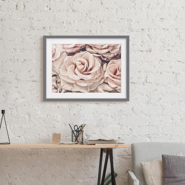 Roses Sepia with Water Drops - Picture Frame Graphic Art Rosdorf Park Size: 50cm H x 70cm W x 2cm D, Format: Grey Framed, Matte Colour: White on Productcaster.