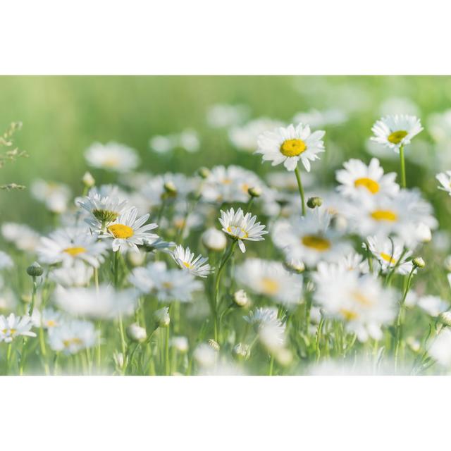 Beautiful Daisies In Springtime by PhotoIris2021 - Wrapped Canvas Print Marlow Home Co. Size: 20cm H x 30cm W x 3.8cm D on Productcaster.