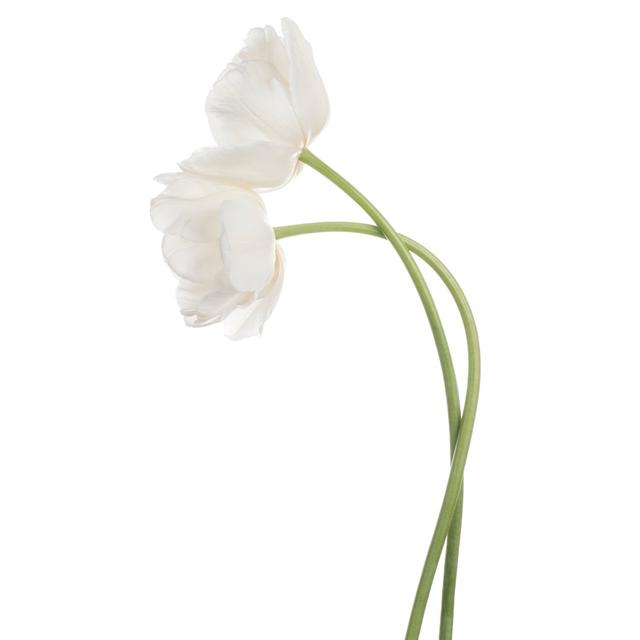 Buckwalter Tulip Flower by _Vilor - Wrapped Canvas Photograph Marlow Home Co. Size: 46cm H x 30cm W x 3.8cm D on Productcaster.