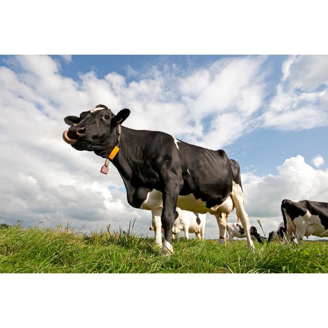 Cow Standing by Steeric - Wrapped Canvas Photograph Natur Pur Size: 30cm H x 46cm W on Productcaster.