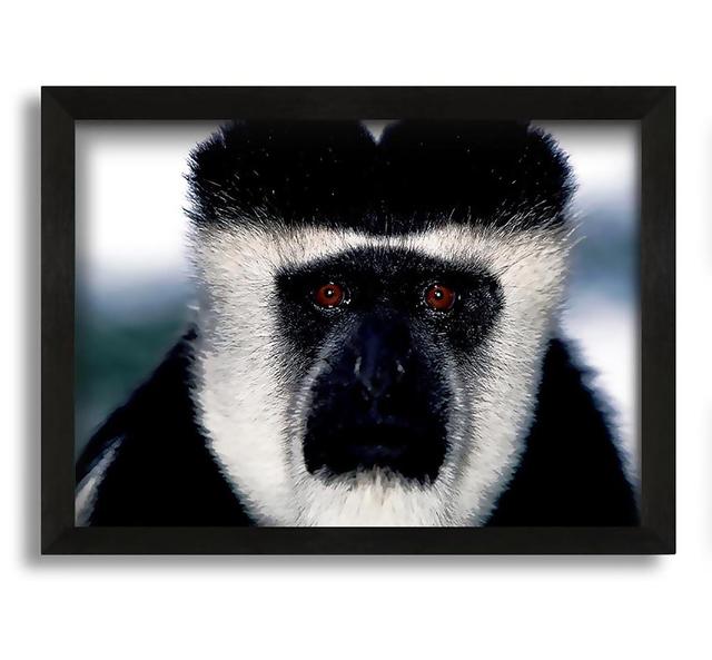 Monkey Face - Picture Frame Photograph on Canvas Latitude Run Size: 60cm H x 84cm W x 10cm D on Productcaster.