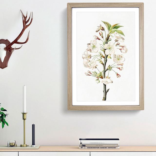 Pear Tree Flowers by Giorgio Gallesio - Picture Frame Painting Print East Urban Home Size: 36cm H x 27cm W x 2cm D, Frame Option: Oak Framed on Productcaster.