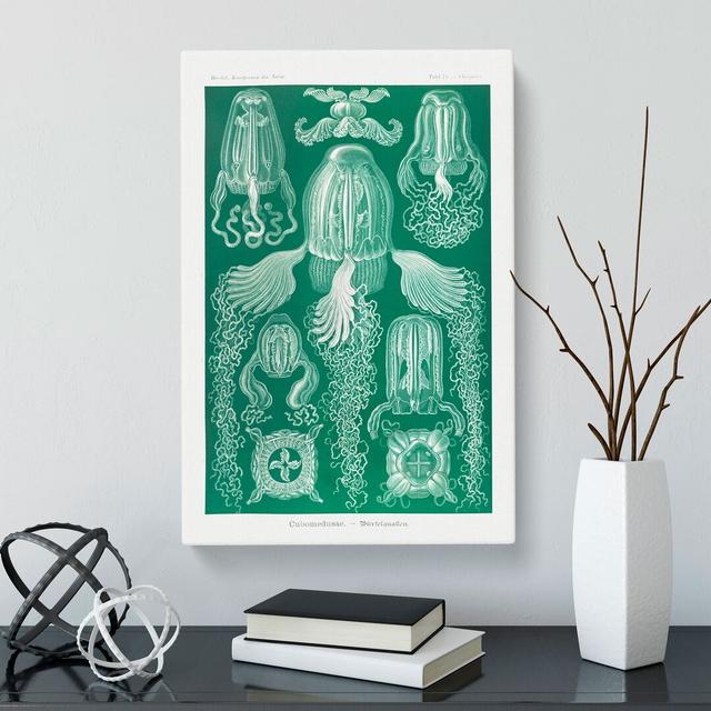 Cube Jellyfish by Ernst Haeckel - Wrapped Canvas Painting East Urban Home Size: 60cm H x 40cm W x 3cm D on Productcaster.