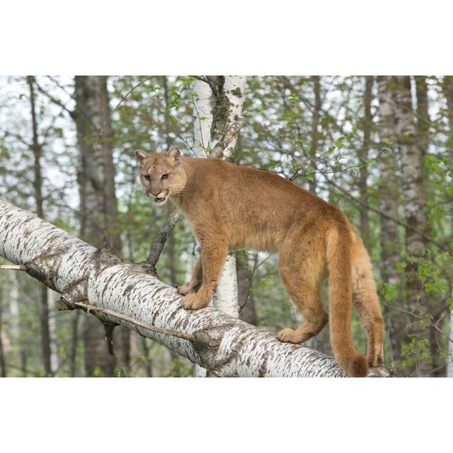 Cougar by Anneklassen38 - Wrapped Canvas Photograph 17 Stories Size: 20cm H x 30cm W on Productcaster.