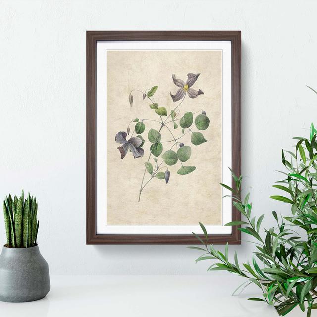 Clematis Flowers by Pierre-Joseph Redoute - Picture Frame Painting Print East Urban Home Frame Option: Walnut Framed, Size: 48cm H x 36cm W x 2cm D on Productcaster.