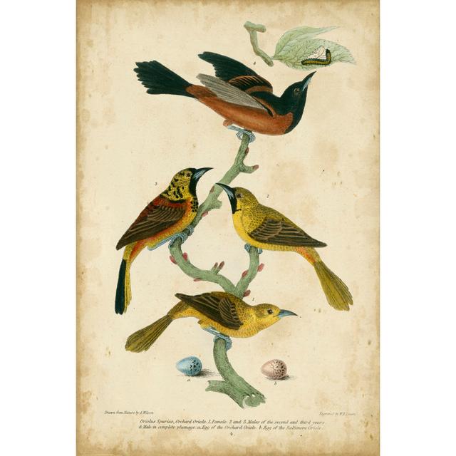 Wilsons Orchard Oriole by Alexander Wilson - Wrapped Canvas Painting Marlow Home Co. Size: 30cm H x 20cm W on Productcaster.