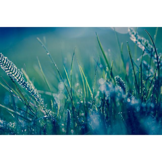 Fresh Spring Grass With Water Drops by Jasmina007 - Print Latitude Run Size: 81cm H x 122cm W on Productcaster.