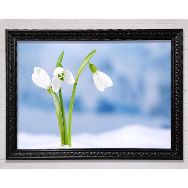 White Snowdrops In The Snow - Print Bright Star Size: 59.7cm H x 84.1cm W x 3cm D on Productcaster.