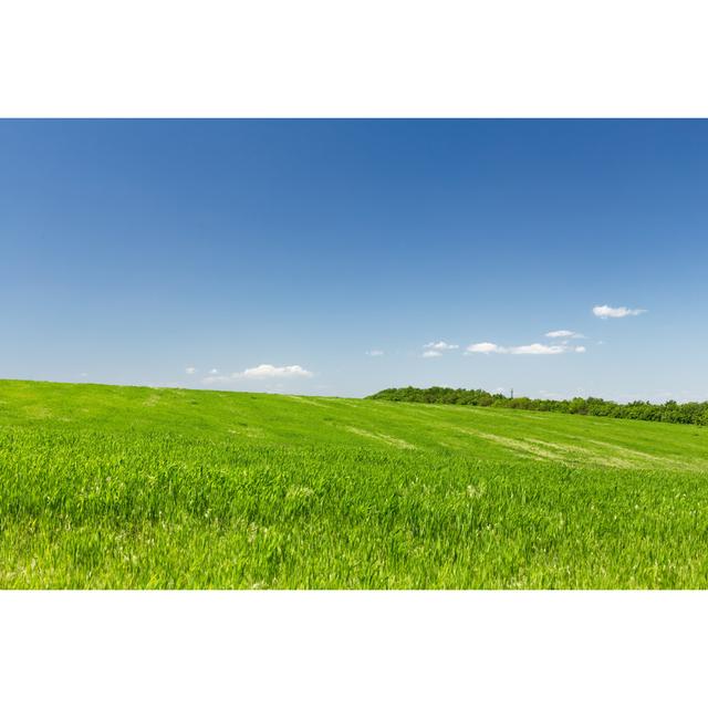 Wheat Field by OksanaRadchenko - Wrapped Canvas Print 17 Stories Size: 30cm H x 46cm W on Productcaster.