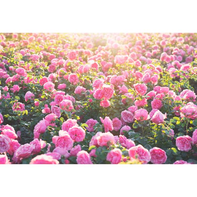 Pink Rose Blooming Garden by Batuhan Toker - Wrapped Canvas Photograph 17 Stories Size: 30cm H x 46cm W on Productcaster.