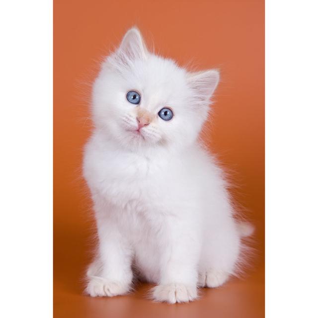 Siberian Kitten - Wrapped Canvas Photograph 17 Stories Size: 76cm H x 51cm W x 3.8cm D on Productcaster.