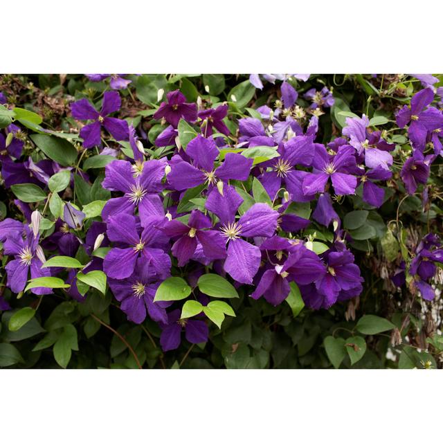 Clematis - Wrapped Canvas Print Ebern Designs Size: 61cm H x 91cm W x 3.8cm D on Productcaster.