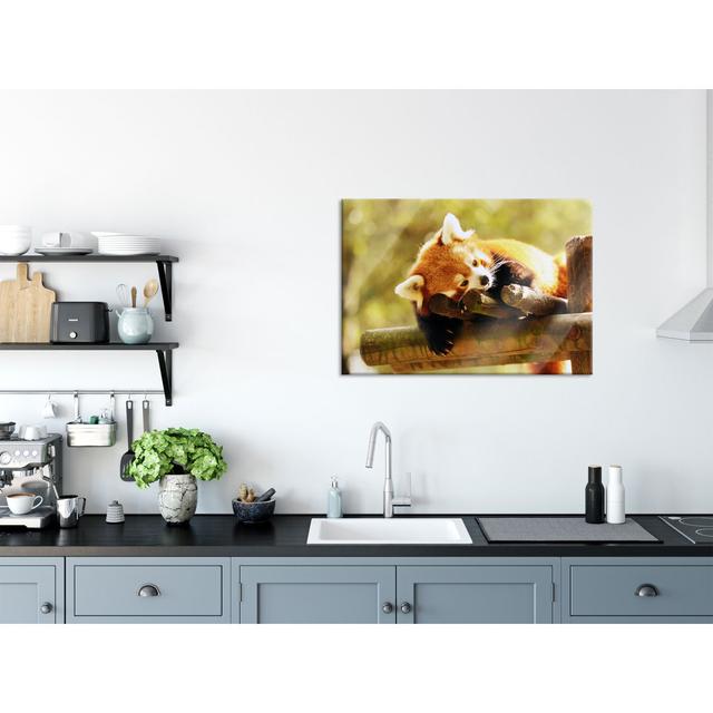 Little Panda Dreaming - Unframed Photograph on Glass Brayden Studio Size: 70cm H x 100cm W x 0.4cm D on Productcaster.