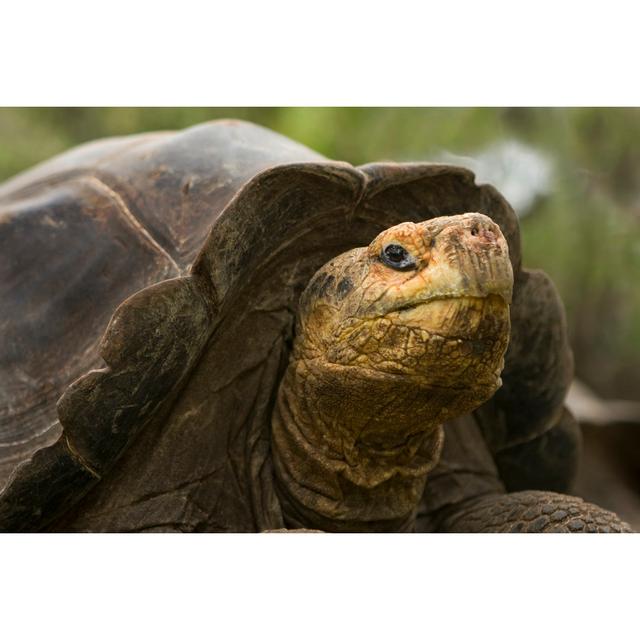 Brunet Galapagos Giant Tortoise - Wrapped Canvas Photograph Natur Pur Size: 30cm H x 46cm W x 3.8cm D on Productcaster.