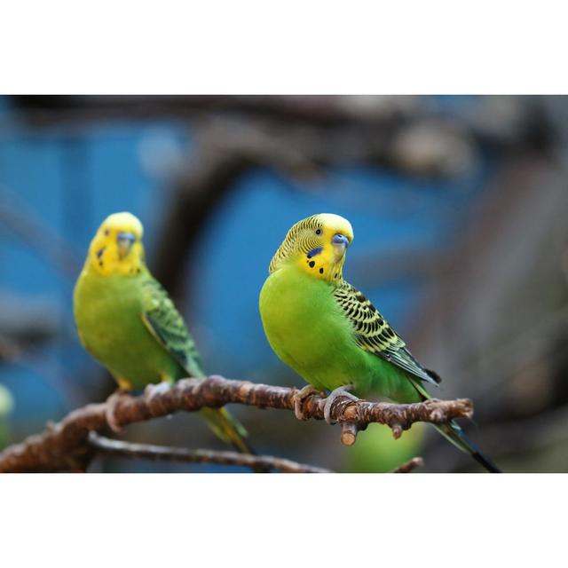 Budgie - Wrapped Canvas Photograph 17 Stories Size: 30cm H x 46cm W on Productcaster.