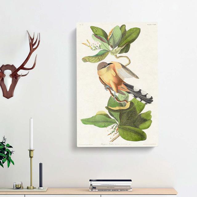 Mangrove Cuckoo by John Audubon - Wrapped Canvas Painting Print East Urban Home Size: 76cm H x 50cm W x 3cm D on Productcaster.