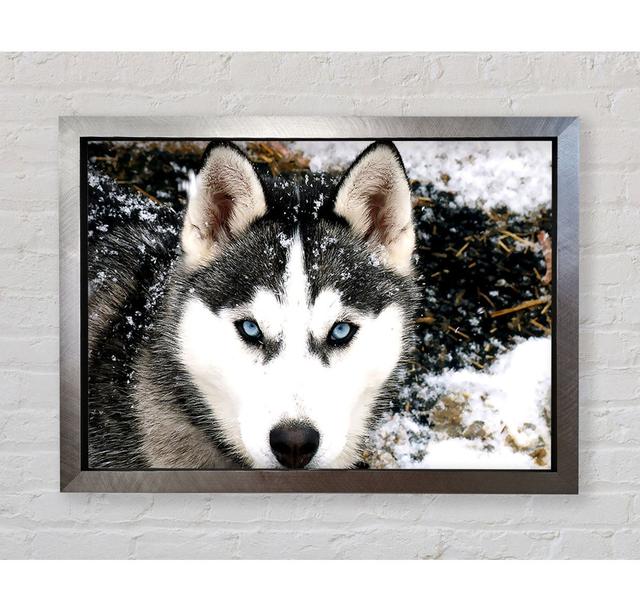 Siberian Husky Wolf - Single Picture Frame Art Prints Bright Star Size: 42cm H x 59.7cm W x 3.4cm D on Productcaster.