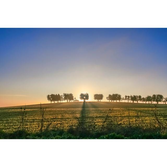 Olive Grove, Italy. by Vololibero - Wrapped Canvas Print 17 Stories Size: 51cm H x 76cm W on Productcaster.