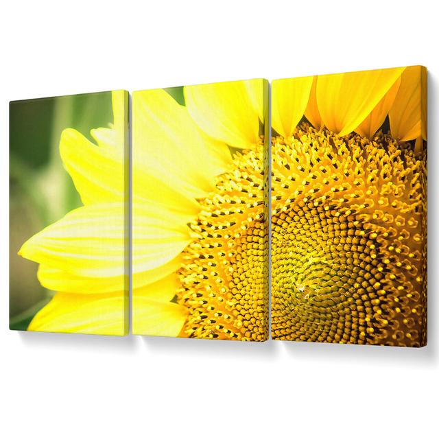 Sunflower Close-up - 3 Piece Wrapped Canvas Graphic Art Set August Grove Size: 121.9cm H x 243.8cm W on Productcaster.